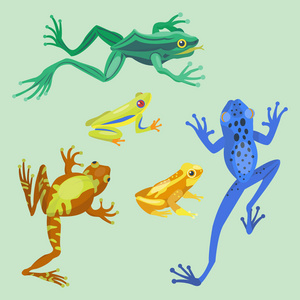 青蛙卡通热带动物卡通自然图标有趣和孤立的吉祥物字符有趣森林野生蟾蜍两栖动物矢量图