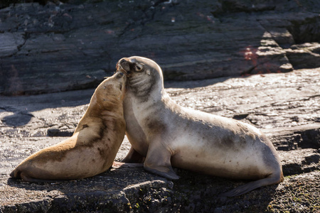 比格尔海峡岛上的海狮拥抱阿根廷