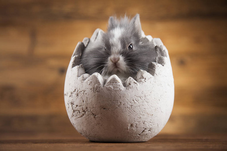 复活节动物，兔子蛋