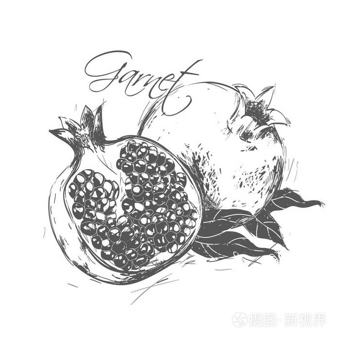 石榴在素描的风格.请参阅其他类型的水果