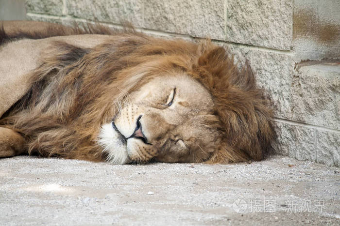 摄图新视界 照片 动物 累了睡着的狮子.jpg