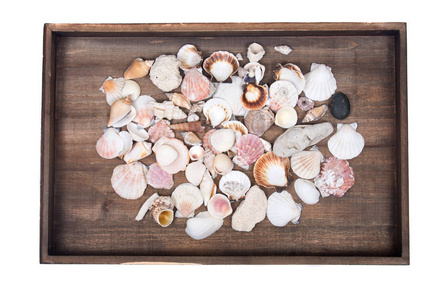 各种各样的不同的海贝壳