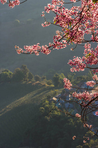 野生喜马拉雅樱桃在自然背景