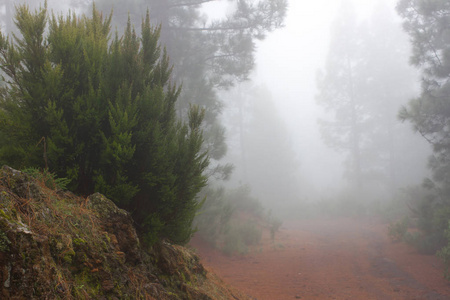 松 canariensis。在西班牙特内里费岛,冬天天气