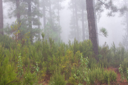 松 canariensis。在西班牙特内里费岛,冬天天气