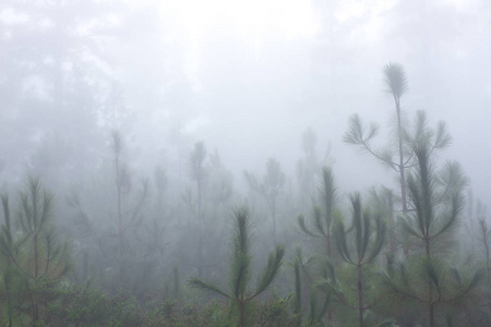 松 canariensis。在西班牙特内里费岛，冬天天气多雾迷雾森林