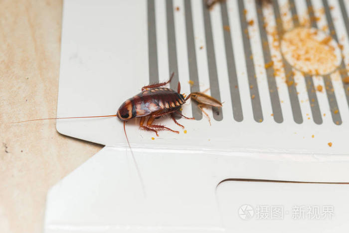 蟑螂被贴纸或饵捕手