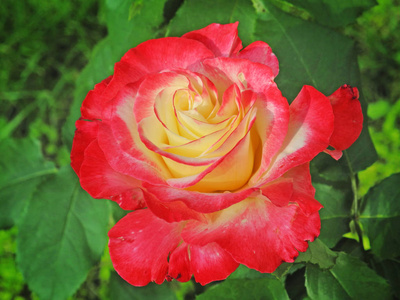 美丽玫瑰花园里的花
