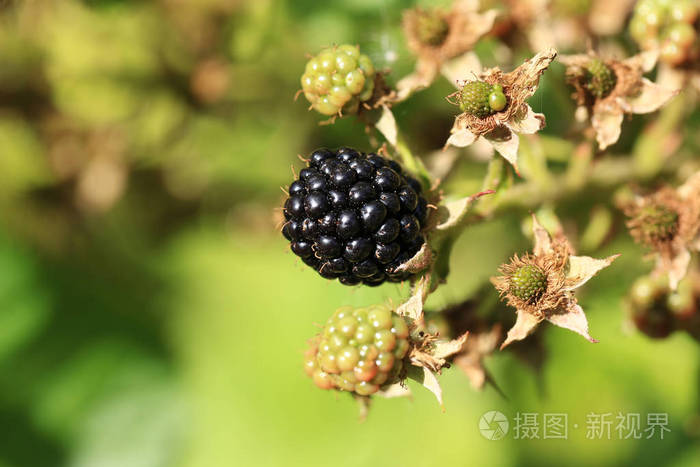 夏天的时候 黑莓在灌木丛中