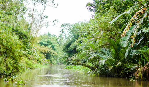 越南的湄公河野生河流