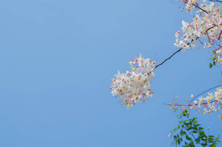 野生喜马拉雅山樱花盛开