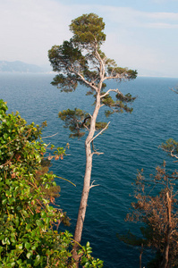 海松或丛生松树, 一种原产于地中海区域的松树, 它倾向于地中海气候, 这里有凉爽多雨的冬天和炎热干燥的夏天