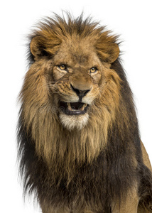 狮子吼叫的特写镜头，豹子狮子座，10岁，与世隔绝