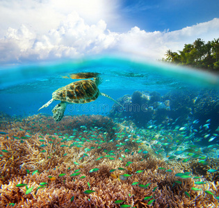 珊瑚礁的水下生物。