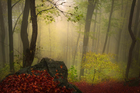 秋天的雾林