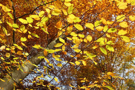 秋天的山毛榉树，从下面看