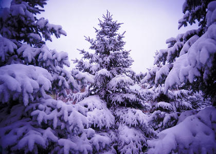 美丽的雪盖下的圣诞树。冬季景观