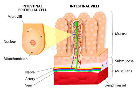 微绒毛。小肠的细节。矢量