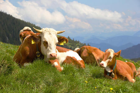 阿尔卑斯山的奶牛