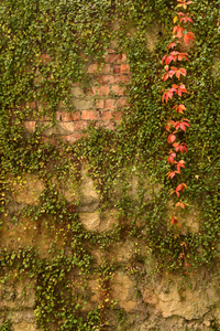 墙杂草丛生, 古老的砖墙, 背景, 纹理, 古老的破旧的砖墙杂草丛生