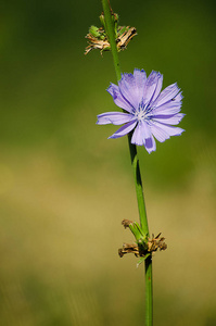 菊花的蓝色野花