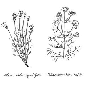 薰衣草穗状洋甘菊野手绘