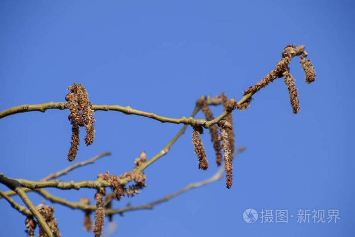 春天的银杨树.从花-耳环中提取的杨树绒毛.