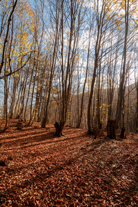 宽视角的秋天的树木图片