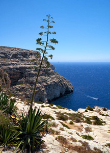 南海岸的马耳他岛上的龙舌兰植物