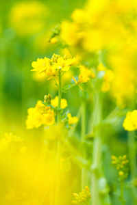 日本油菜花