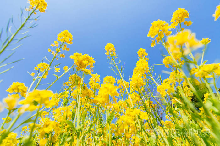 日本油菜花照片-正版商用图片0xygdj-摄图新视界