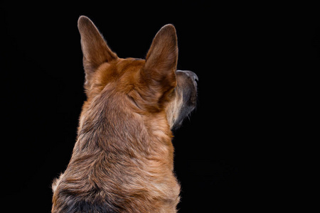 肖像的转过身去德国牧羊犬