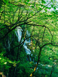 在国家公园里十六湖，克罗地亚的瀑布。Waterfal