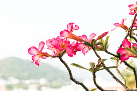 花分支在自然背景