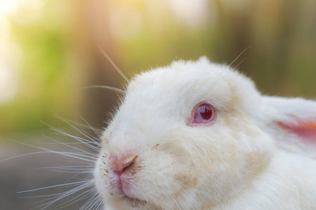 复活节假期 筛选图像处理老式 eff 的兔子