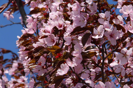 春天绽放的粉红色樱桃