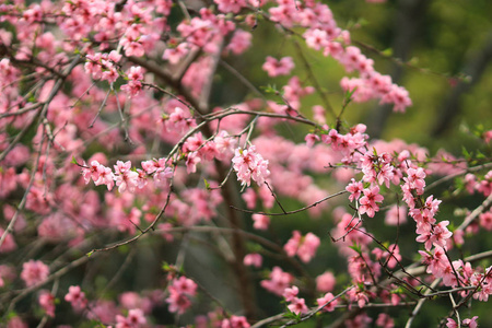 美丽多彩的鲜花新鲜的春花在良安寺