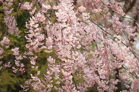 美丽多彩的鲜花新鲜的春花在良安寺