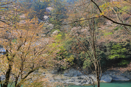 在京都岚山山前桂河