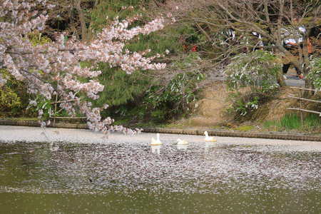 在春天，京都，日本龙安寺