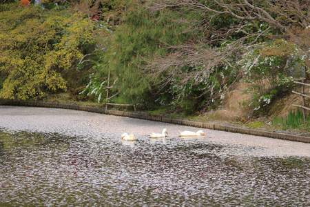 在春天，京都，日本龙安寺