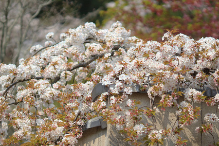 美丽的樱花，白色樱花花