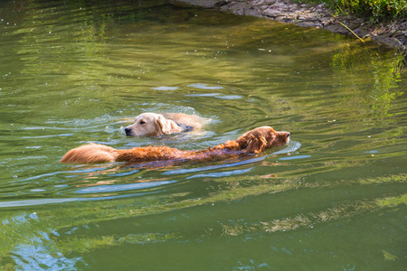 猎犬在湖里游泳