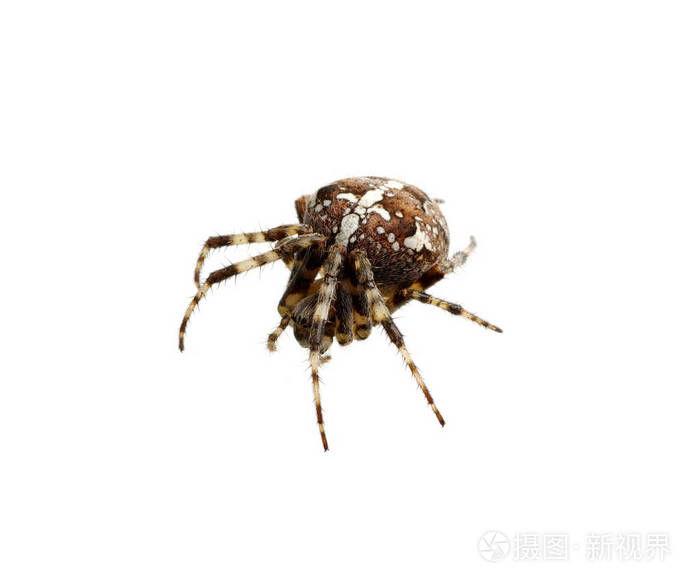 在白色的蜘蛛
