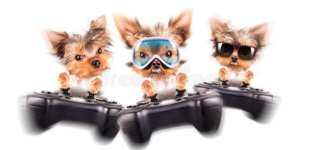 可爱的小狗玩游戏机