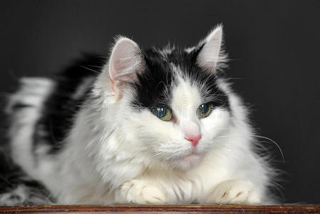 毛茸茸的白底黑猫图片