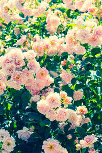 漂亮的玫瑰花园，在夏天，英国