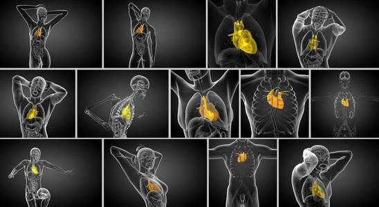 3d 渲染医学插图的一颗人类的心