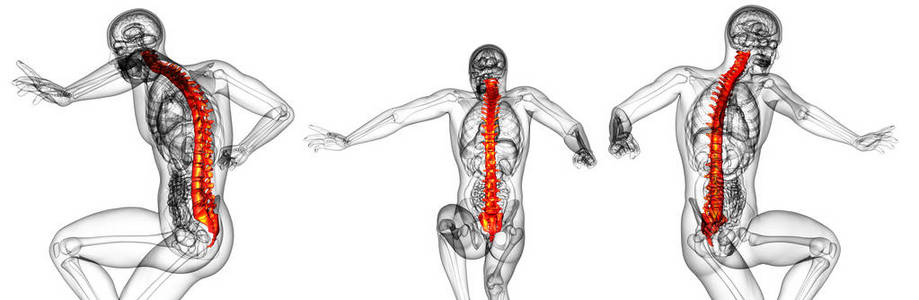 人体的脊柱三维渲染医疗图图片