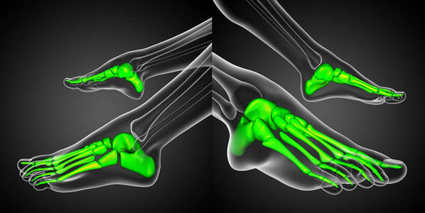 3d 渲染医学插图的足骨